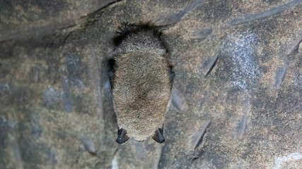 a bat hanging in a cave
