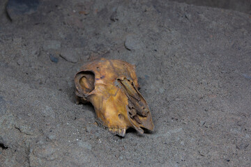 yellow animal skull in a cave