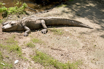 the alligator is resting on the river bank