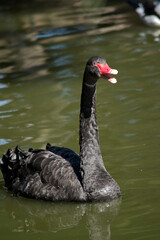 Fototapeta premium the black swan is swimming in the lake