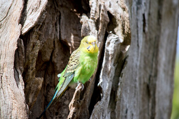 the budgie is yellow and green bird