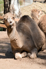 the camel is resting on a sand hill
