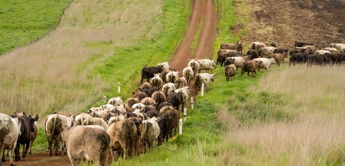 Herding and mustering Stud Angus, murray grey and Dairy cows Eating lush green grass in Australia