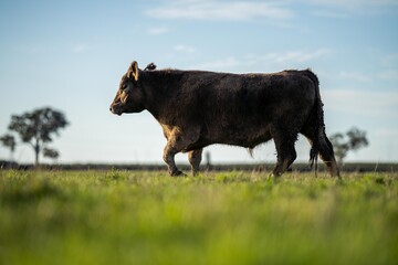 Stud Angus, wagyu, speckle park, Murray grey, Dairy and beef Cows and Bulls grazing on grass and...