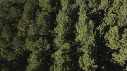 dolly tilt over a symmetrical forest in jacobson park lexington kentucky 4k