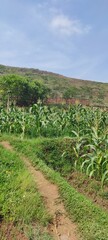 Fototapeta na wymiar Background photo of corn plantation in Cicalengka area, Indonesia