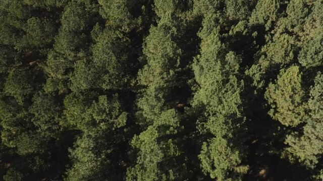 dolly tilt over a symmetrical forest in jacobson park lexington kentucky 4k