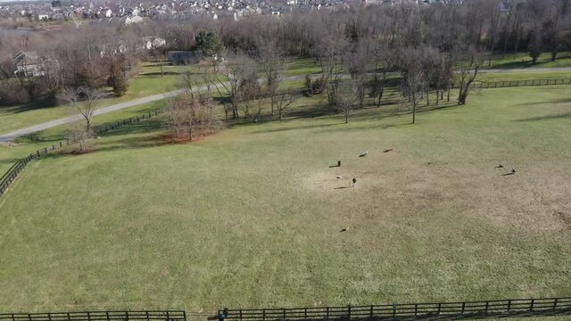a trucking pan of a small dog park with a few dogs running around shot on drone 4k in jacobson park lexington kentucky