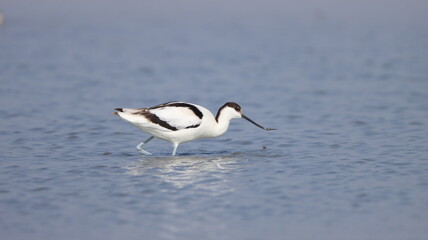 Pied Avocet foraging in shallow water