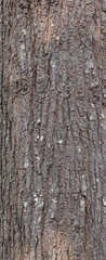Ebossed texturem of the bark of tree on white background photo, High Resolution for 3D.