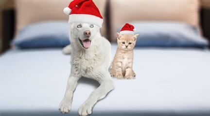 Adorable domestic dog in Santa hat and cat indoors