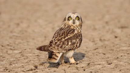 Short-eared owl