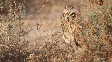 Short-eared owl perfectly camouflaged in its habitat 