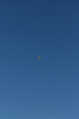The seagull hovers against the clear blue sky to the south above the sea. Copy space. Vertical photo.