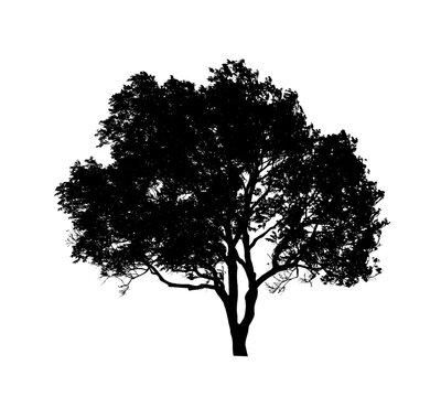 Tree silhouette for brush on white background