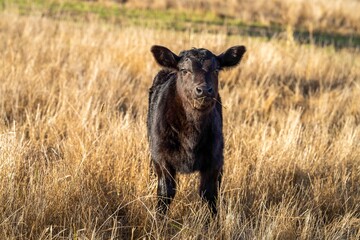 Cows in a field, during summer, eating dry grass