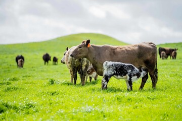 speckle park, Murray grey, Angus cows and calf grazing on lush pasture. while they enjoy the sun...