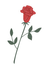 Obraz premium Vector isolated element. Flower. A red rose. Decoration for Valentine day. Symbols of Valentine's day. Color image on a white background. The print is used for packaging design.
