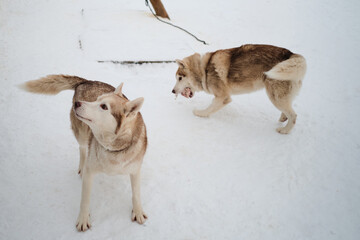 Kennel of northern sled dogs in winter. Red Siberian husky. Two comrades, one is eating meat, and second waiting for his portion and looks away.