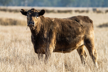 Cows in a field, during summer, eating dry grass