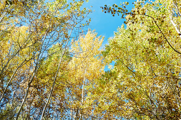 Yellow autumn forest against the blue sky, tall birches in autumn.