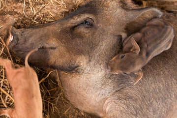 A sow lay on the ground suckling her piglets.