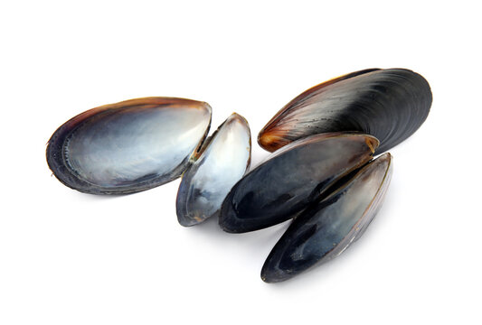 Open empty mussel shells on white background
