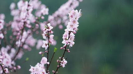 The beautiful pink peach flowers blooming on the branches in the wild field in spring