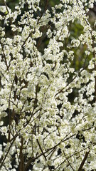 The beautiful white pear flowers blooming on the branches in the wild field in spring