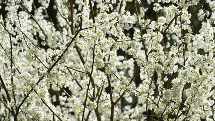 The beautiful white pear flowers blooming on the branches in the wild field in spring