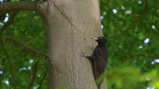 Black Woodpecker (Dryocopus martius) perched on aok tree trunk and takeoff in forest Texel Netherlands