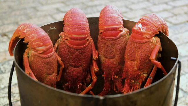 Four spiny lobster hanging in steel pot after being cooked, steam escaping