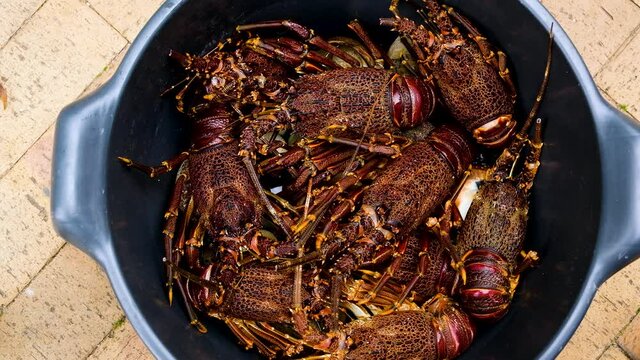 Spiny crayfish (kreef) moving around in container, overhead shot