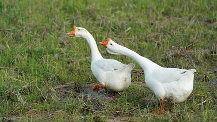 Fototapeta premium The several geese and ducks walking on the farmland freely in spring
