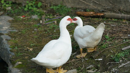 The several geese and ducks walking on the farmland freely in spring