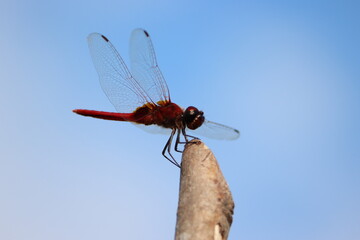 Trithemis aurora, the crimson marsh glider, is a species of dragonfly in the family Libellulidae. It is a common and widely distributed species found throughout the year across the Indian subcontinent