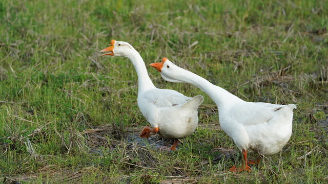 The several geese and ducks walking on the farmland freely in spring