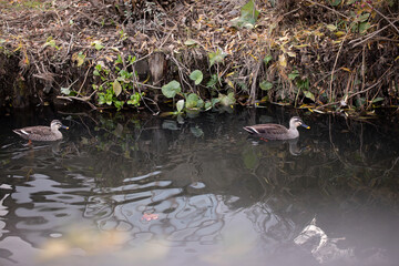 池で戯れるカモ　Duck