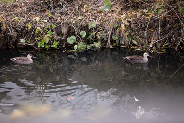 池で戯れるカモ　Duck