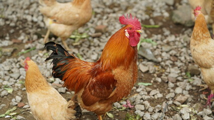 One big cock walking in the village coverd by colorful and beautiful feathers