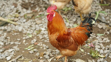 One big cock walking in the village coverd by colorful and beautiful feathers