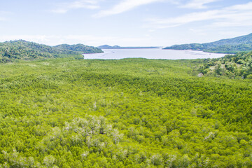 aerial view of mangrove forest at Sabah Borneo, Malaysia.