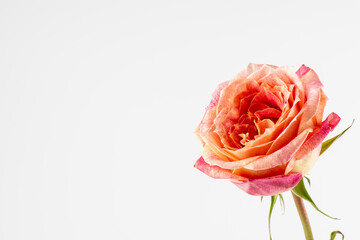 beautiful pink rose isolated on white background