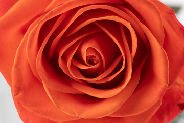 rose close-up background. rose flower as close up. A single rose on a natural stem with green rose leaves on white.