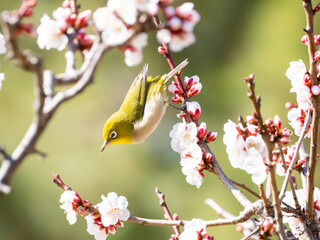 白梅とメジロ