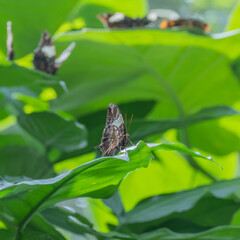Closeup of a small colorful butterfly on a green leaf with another butterfly in blurred background