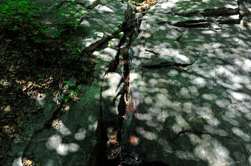 Summer mountain forest landscape