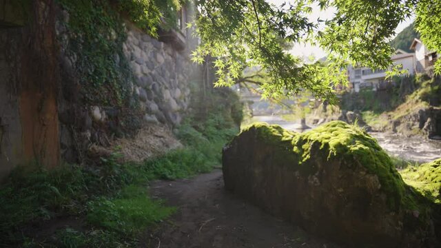 Sun shining through leaves and moss at Yoshida River, Gujo Hachiman Japan