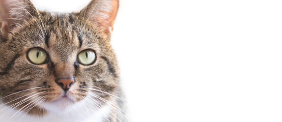Banner with gray shorthair domestic tabby cat in front of white background. Domestic animal. Selective focus.