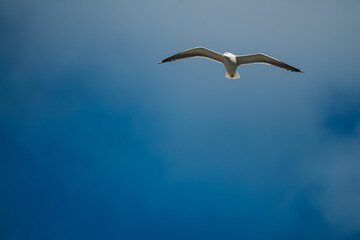Lonely gull flying in the blue sky. - Powered by Adobe